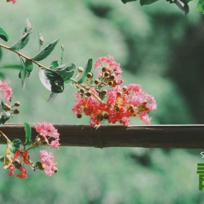 lol外围购买网站